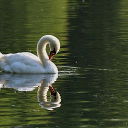 Lago I Salici