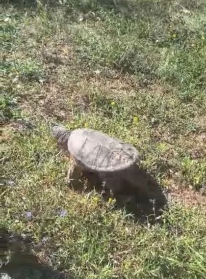 Avvistata una tartaruga azzannatrice: non toccarla e contattare le autorità 
