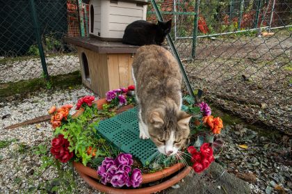 Stalli temporanei per i cuccioli, alcuni Comuni dell’Empolese Valdelsa si uniscono all’appello del Gattile di Empoli