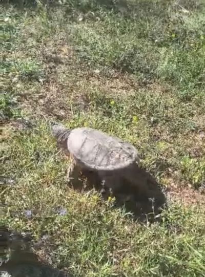 tartaruga 