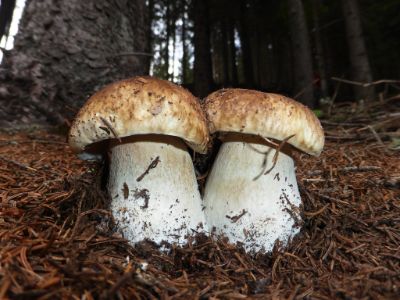 funghi-porcini