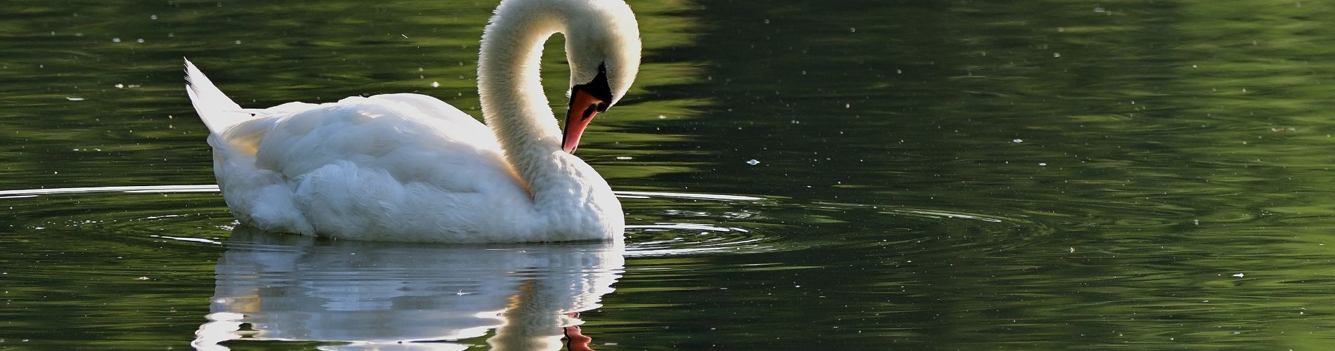 Lago I Salici