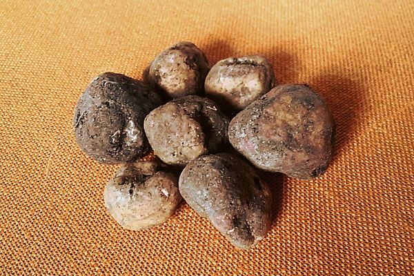 Tartufo_marzuolo