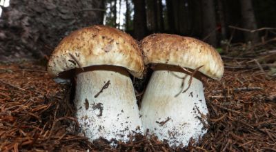 funghi-porcini