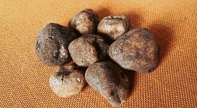 Tartufo_marzuolo